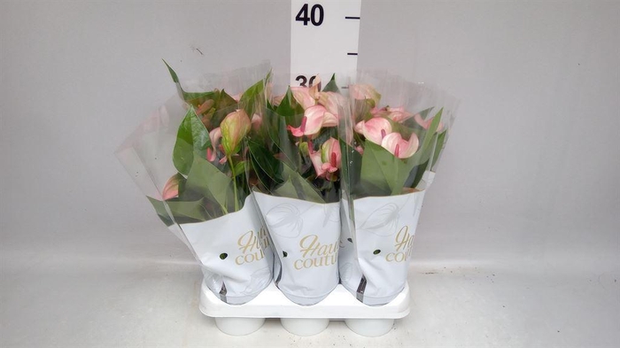 <h4>Anthurium  'Matata'</h4>