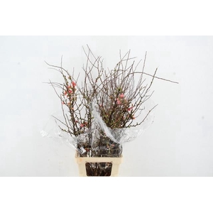 CHAENOMELES SUPERBA PINK 090CM