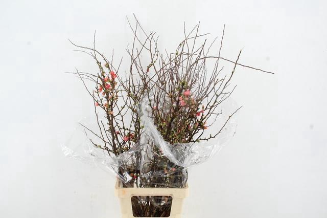 <h4>CHAENOMELES SUPERBA PINK 090CM</h4>