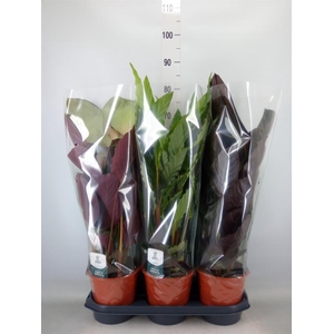 Calathea   ...mix