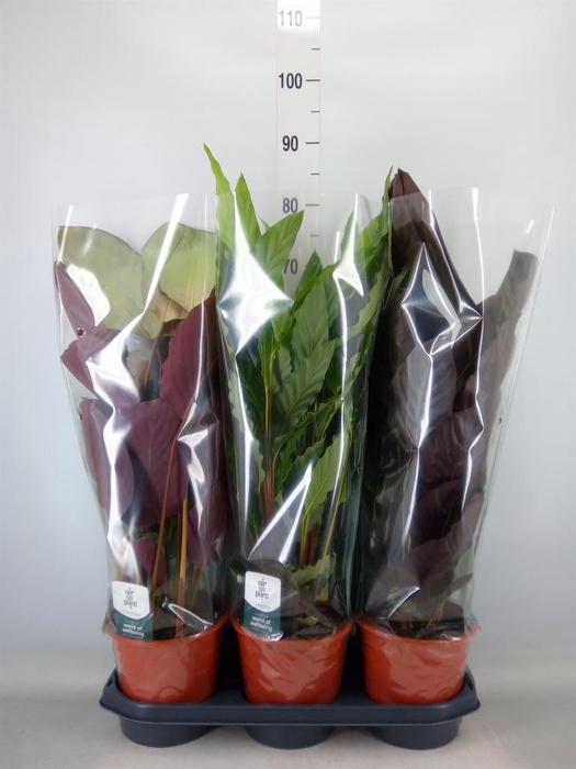 <h4>Calathea   ...mix</h4>