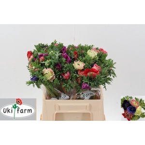 Anem Levante Gemengd