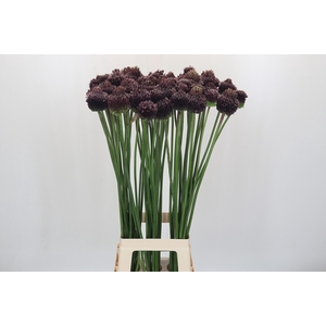 Allium Forelock