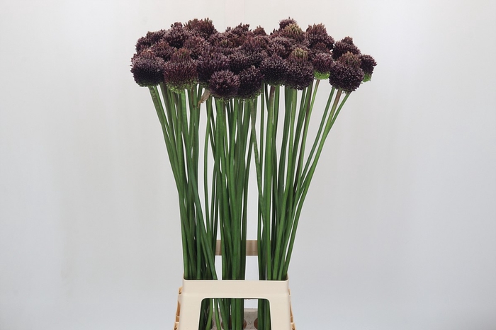 <h4>Allium Forelock</h4>