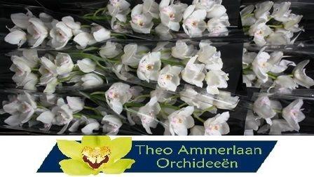 <h4>Jungfrau 60 x10</h4>