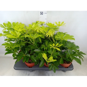 Schefflera arbor.   ...