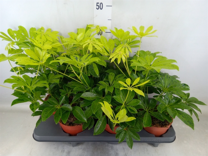 <h4>Schefflera arbor.   ...</h4>