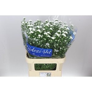 Aster Cassy
