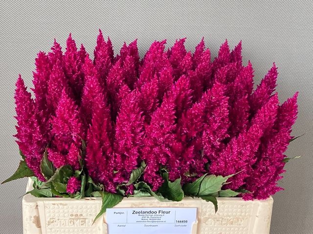 <h4>Cel P Cent Purp Rose</h4>