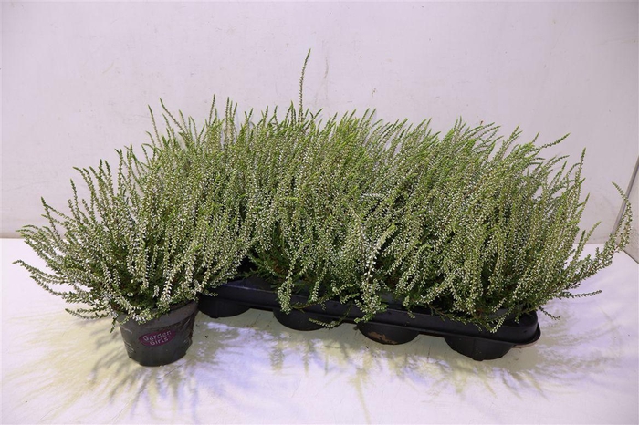 <h4>Callu Ga G Ov White</h4>
