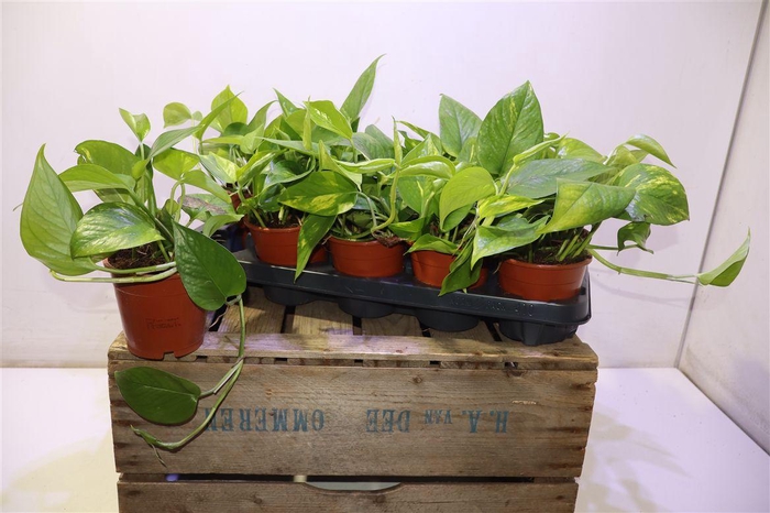 <h4>Epipr Aureum</h4>