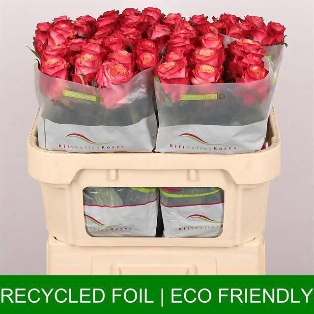 <h4>R GR MAI TAI</h4>