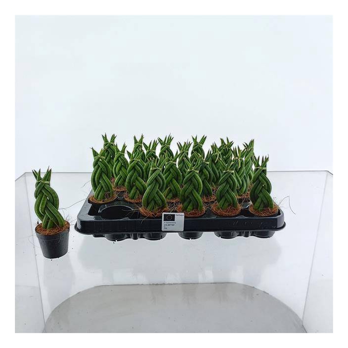 <h4>Sansevieria Cylindrica Twist 6Ø 12cm</h4>