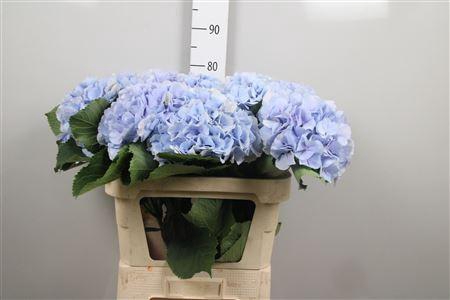 <h4>Hydr M Verena Bl</h4>