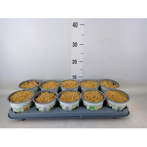 Hordeum sp.   ...kattegras zaai