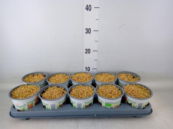 <h4>Hordeum sp. ...kattegras zaai</h4>