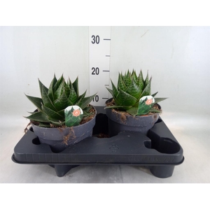 Aloe aristata 'Cosmo'