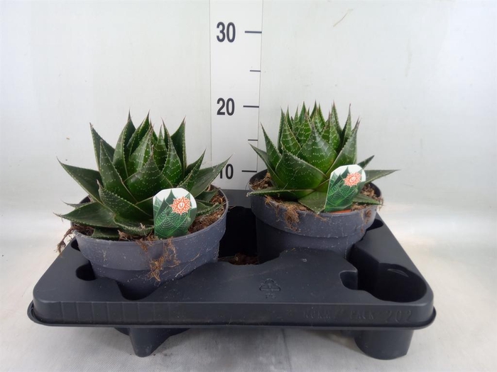 <h4>Aloe aristata 'Cosmo'</h4>