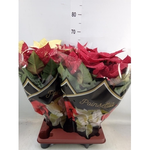 Euphorbia pulc. 'Christ Feel Glitt'