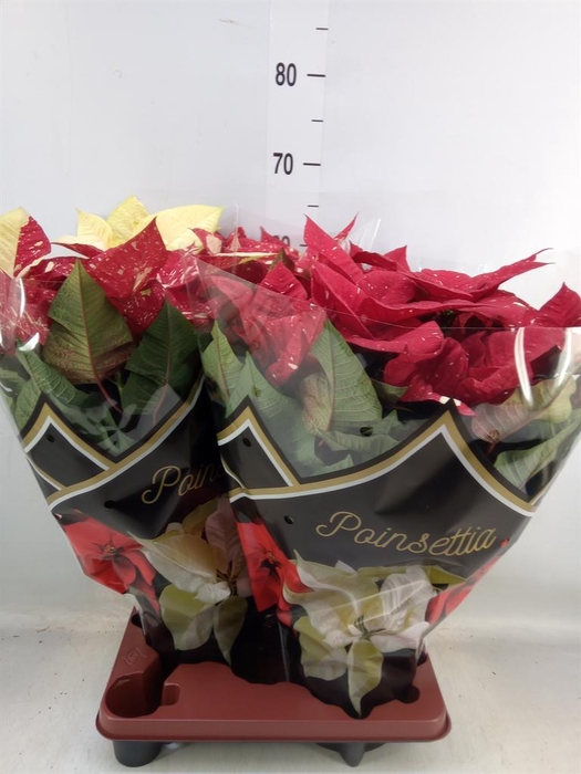 <h4>Euphorbia pulc. 'Christ Feel Glitt'</h4>