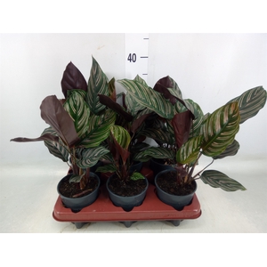 Calathea sanderiana