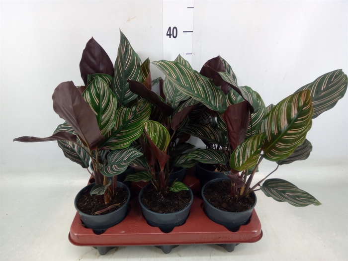 <h4>Calathea sanderiana</h4>