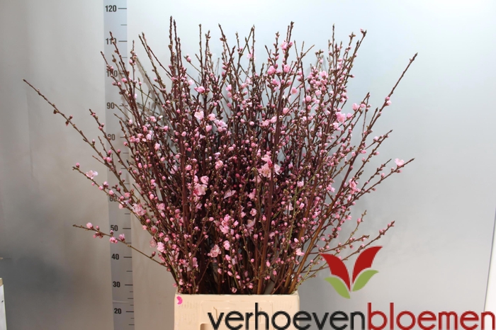 <h4>PRUNUS TRILOBA VERT</h4>