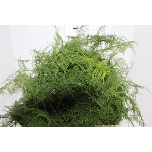 FOLHAGEM ASPARGO PLUMOSO