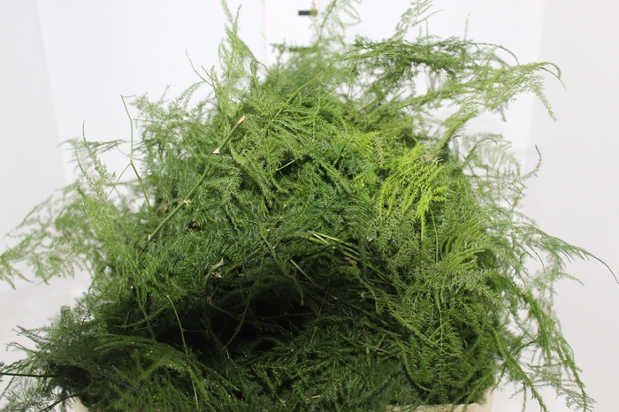 <h4>FOLHAGEM ASPARGO PLUMOSO</h4>