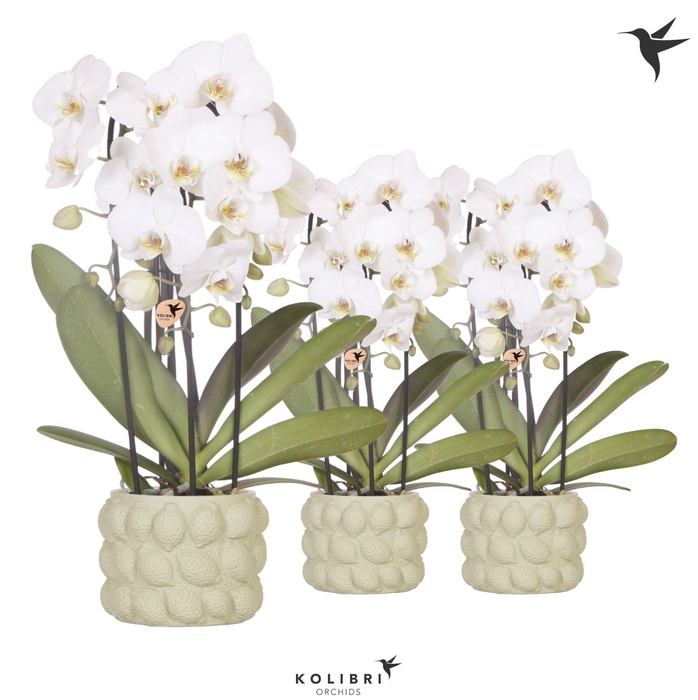 <h4>Kolibri Orchids Cascade Niagara Fall white 3 spike in Citrus pot green</h4>