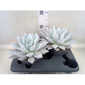 Echeveria  'Mexican Giant'