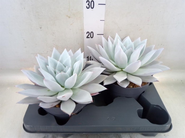 <h4>Echeveria  'Mexican Giant'</h4>