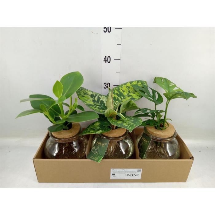 <h4>Planten  ..mix</h4>