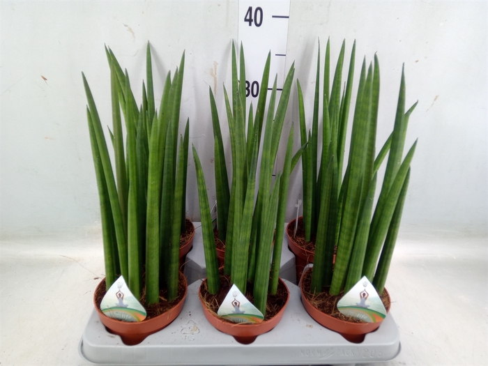 <h4>Sansevieria cyl.  ...</h4>