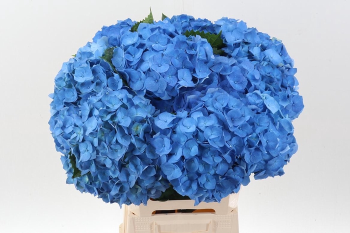 <h4>Hydr M Bela Bl</h4>