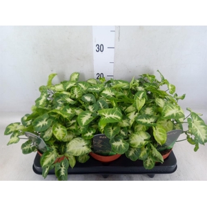 Syngonium  'Pixie'