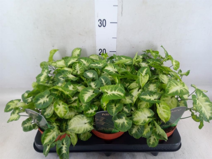 <h4>Syngonium  'Pixie'</h4>