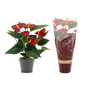 Anthurium Diamond Red in Couture Diamond Line Purple sleeve