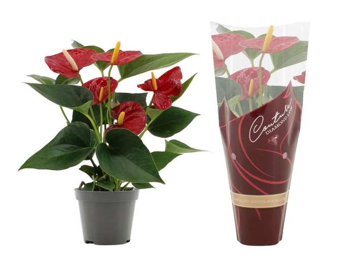 <h4>Anthurium Diamond Red in Couture Diamond Line Purple sleeve</h4>