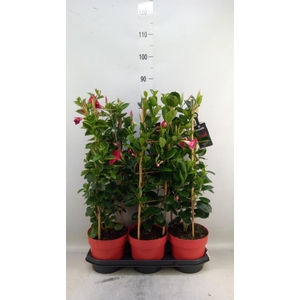 Mandevilla am. 'Sundav Red'