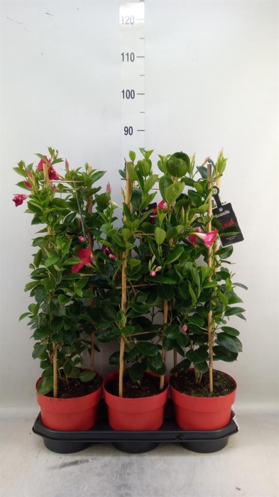 <h4>Mandevilla am. 'Sundav Red'</h4>