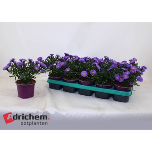 !! PROMO !! ASTER DARK PURPLE P12