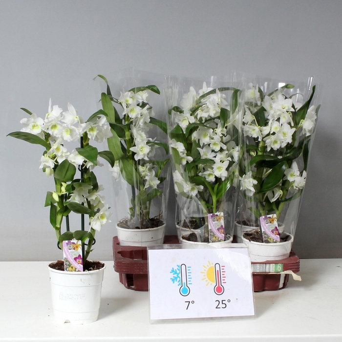 <h4>DEND NOBILE</h4>