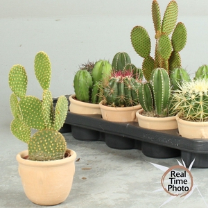 CACTUS OV