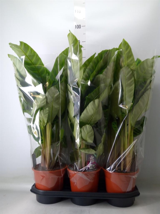 <h4>Calathea zebrina</h4>