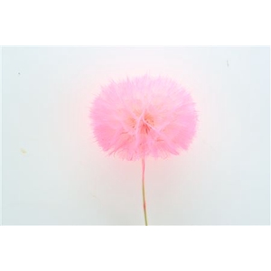 /PRES PUSTE FLOWER PINK H%