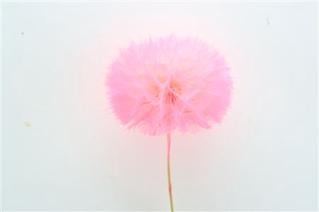 <h4>/PRES PUSTE FLOWER PINK H%</h4>