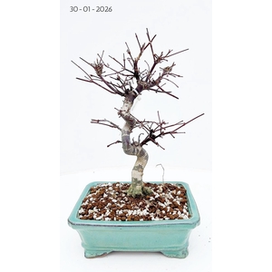 Acer palmatum deshojo shape, pot 19 cm.