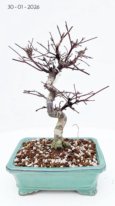 <h4>Acer palmatum deshojo shape, pot 19 cm.</h4>