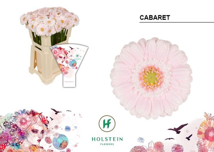 <h4>GERMINI CABARET GE MI CABARET EMMER</h4>
